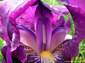 fondos de foto de flor de lirio morado hasta 2560x1920